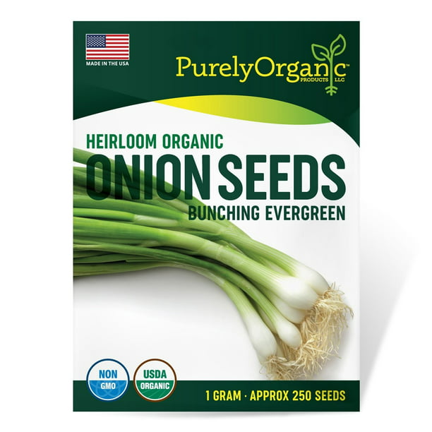 50 Seeds Organically Grown GREEN ONIONS Sweet White Heirloom